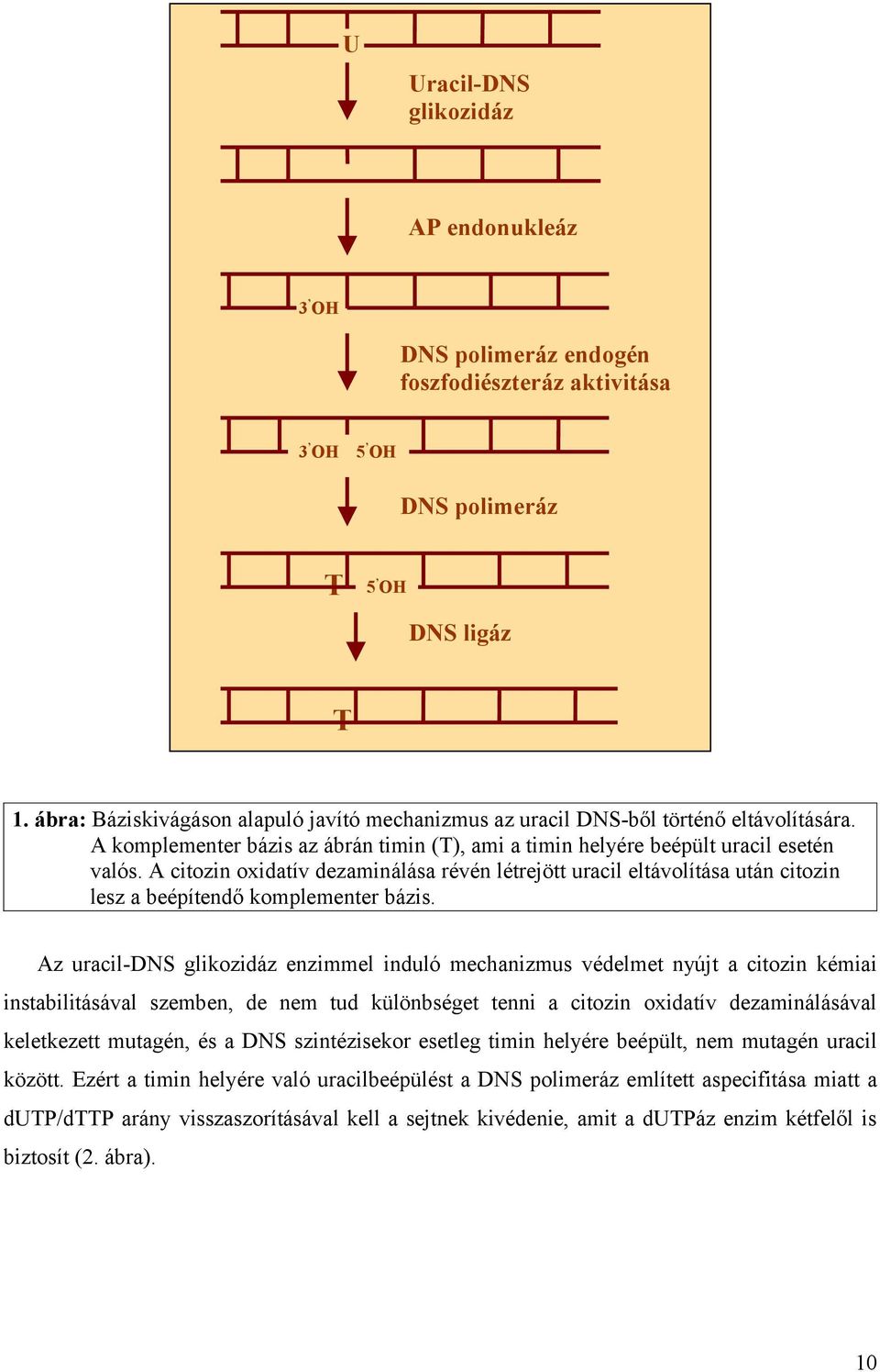 A citozin oxidatív dezaminálása révén létrejött uracil eltávolítása után citozin lesz a beépítendő komplementer bázis.