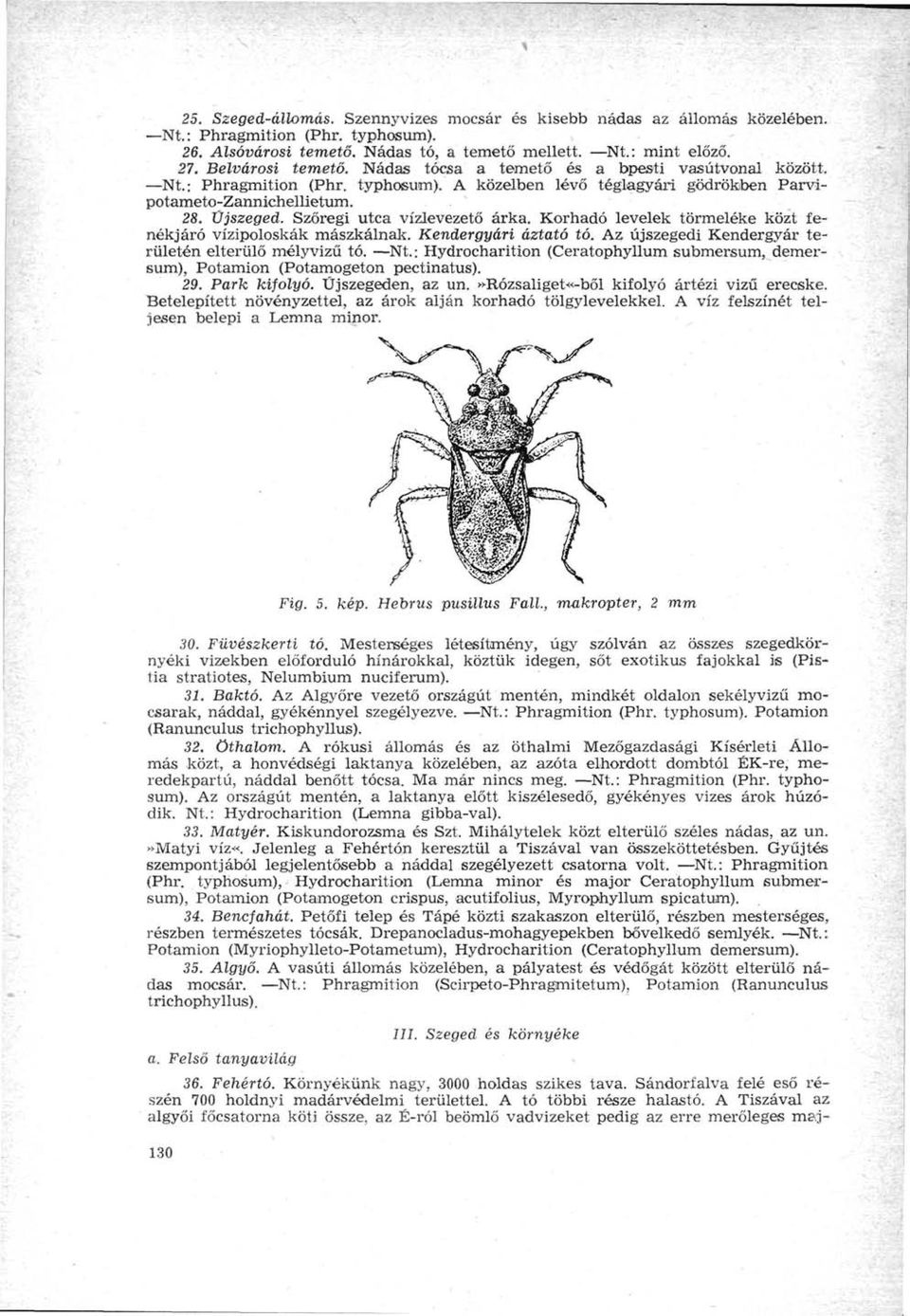 Korhadó levelek törmeléke közt fenékjáró vízipoloskák mászkálnak. Kendergyári áztató tó. Az újszegedi Kendergyár területén elterülő mély vizű tó. Nt.