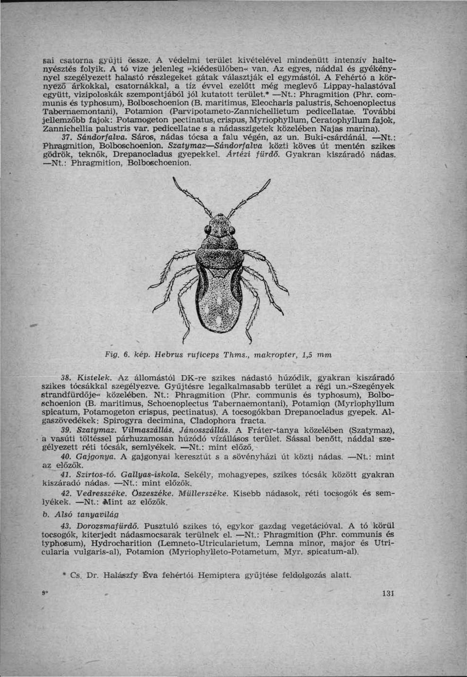 A Fehértó a környező árkokkal, csatornákkal, a tíz évvel ezelőtt még meglevő Lippay-halastóval együtt, vizipoloskák szempontjából jól kutatott terület* Nt: Phragmition (Phr.