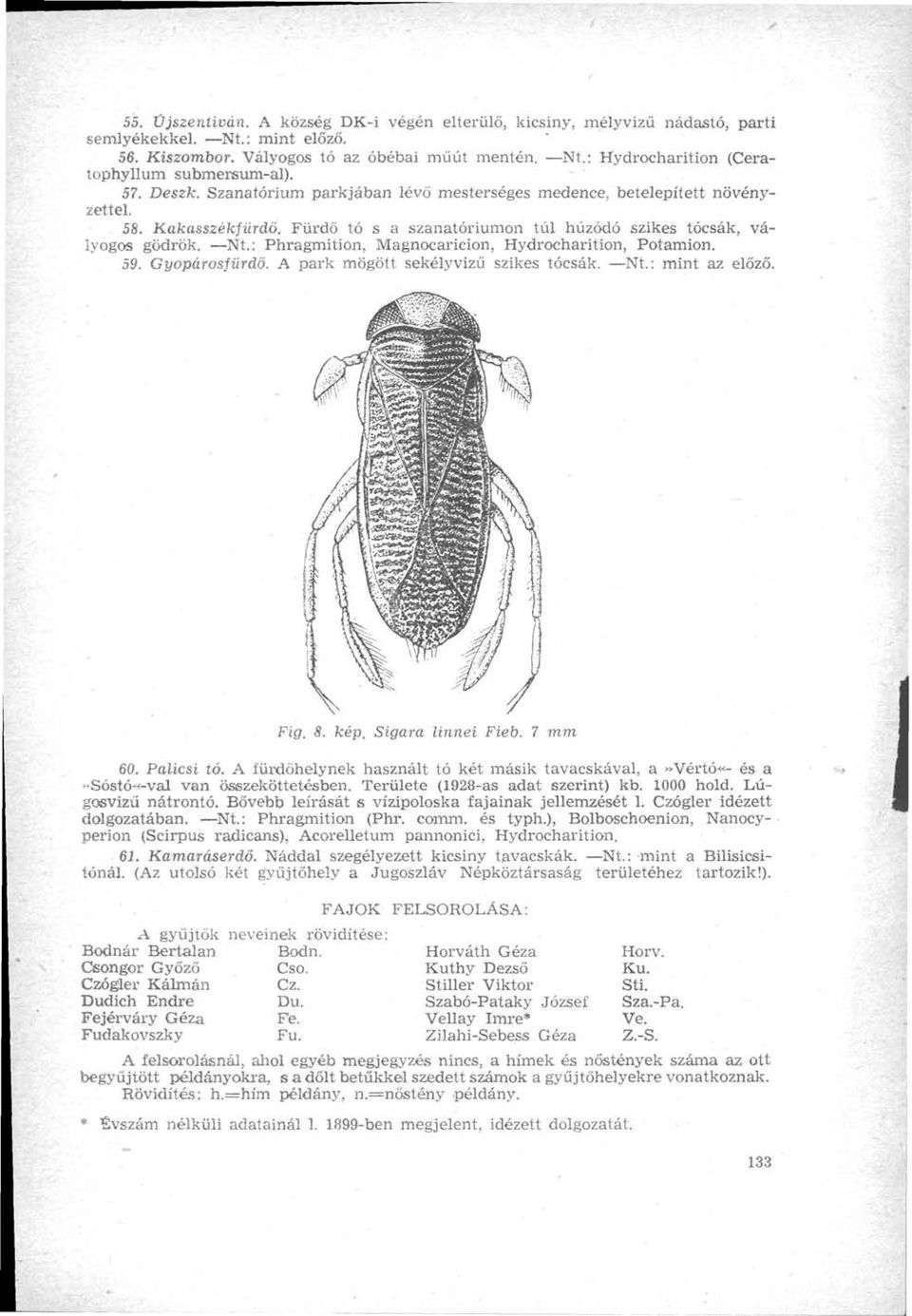 : Phragmition, Magnocaricion, Hydrocharition, Potamion. 59. Gyopárosfürdő. A park mögött sekélyvizű szikes tócsák. Nt.: mint az előző. Fig. 8. kép. Sigara linnei Fieb. 7 mm 60. Pálicsi tó.