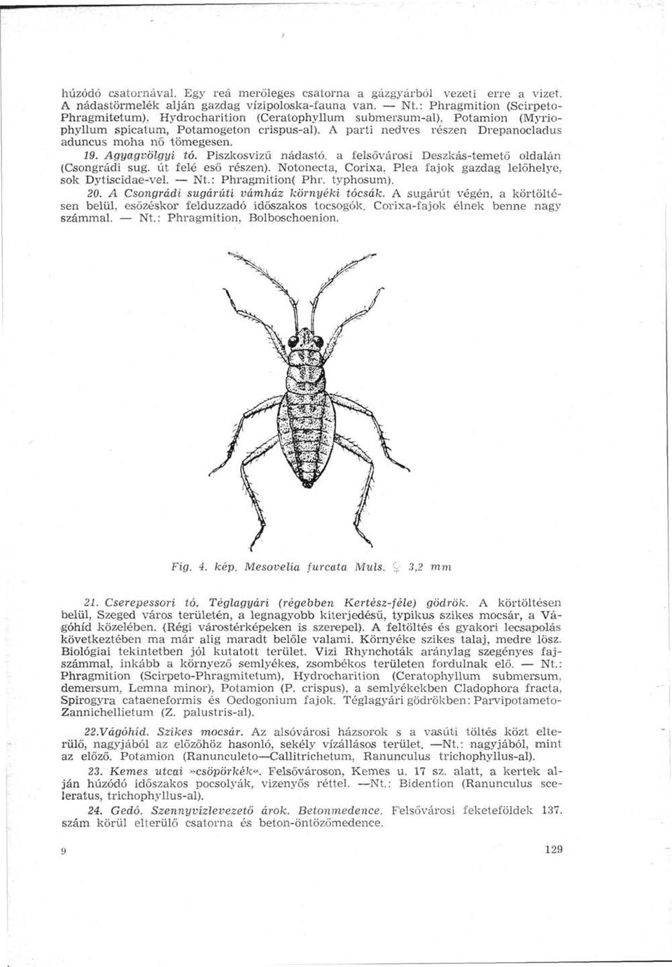 A parti nedves részen Drepanocladus aduncus moha nő tömegesen. 19. Agyagvölgyi tó. Piszkosvizű nádas tó. a felsővárosi Deszkás-temető oldalán (Csongrádi sug. út felé eső részen).