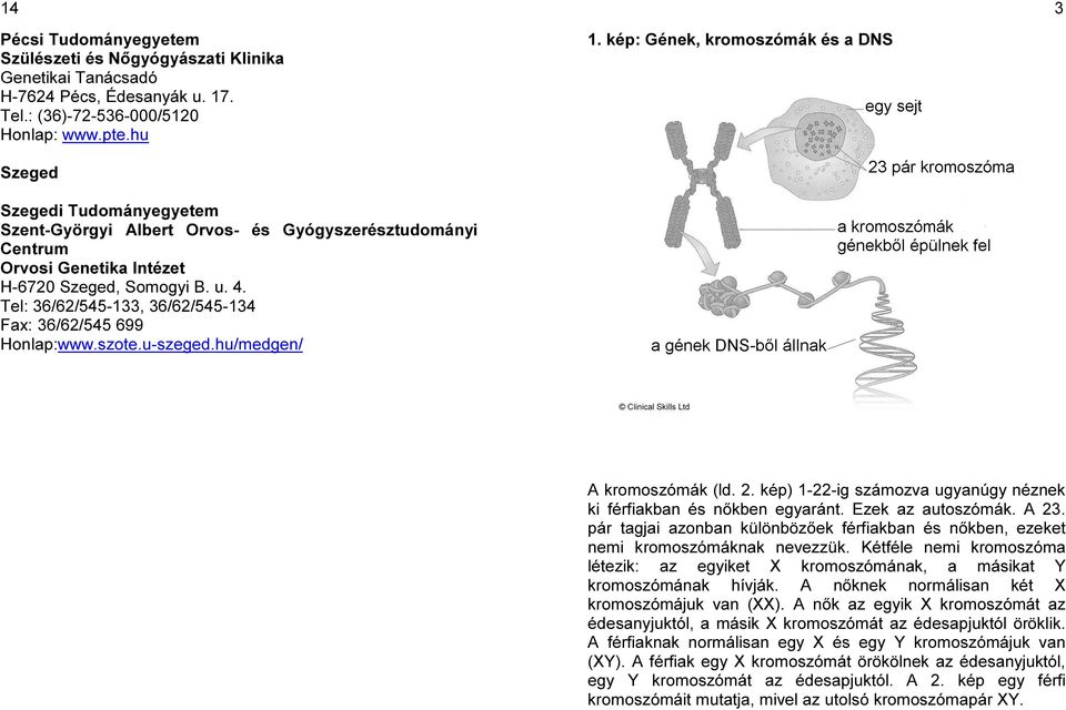 Tel: 36/62/545-133, 36/62/545-134 Fax: 36/62/545 699 Honlap:www.szote.u-szeged.hu/medgen/ 1. kép: Gének, kromoszómák és a DNS 3 A kromoszómák (ld. 2.