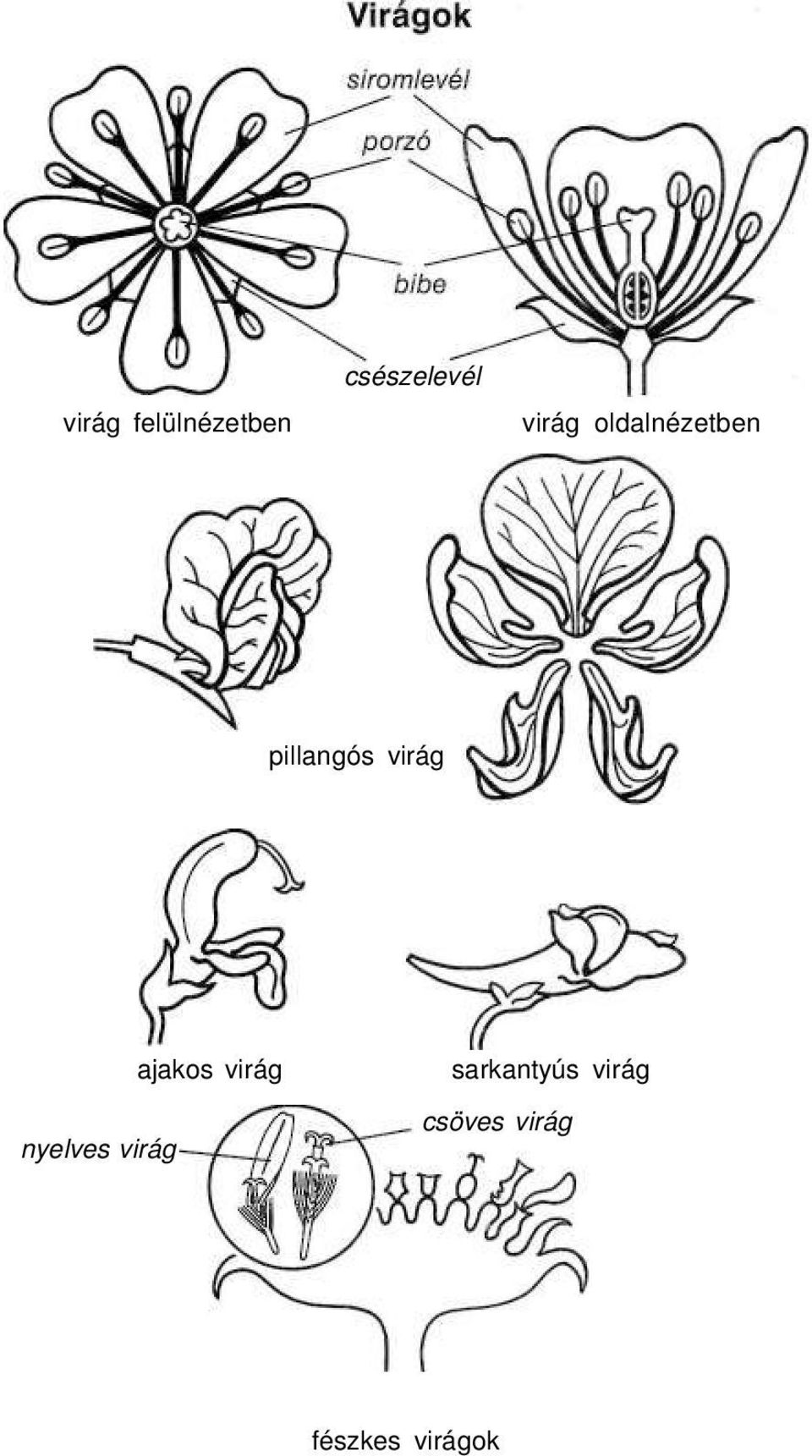 virág nyelves virág ajakos virág