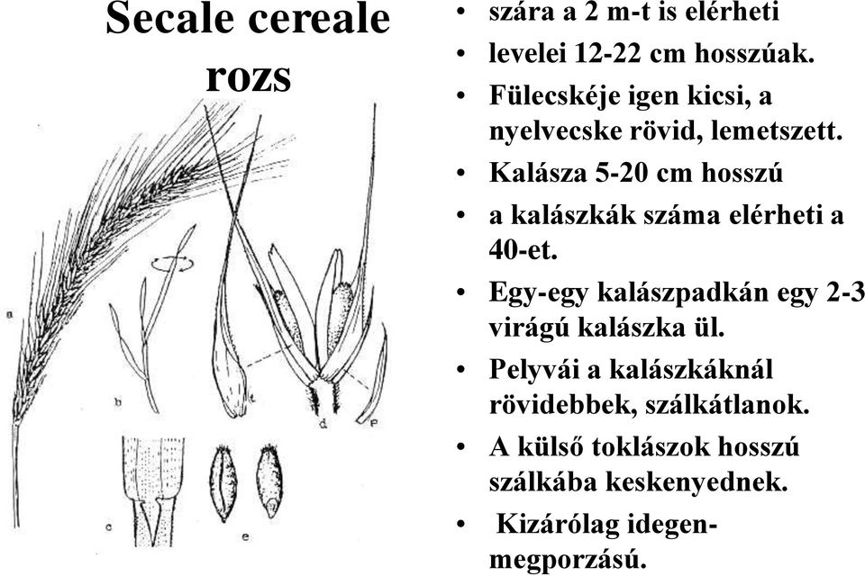 Kalásza 5-20 cm hosszú a kalászkák száma elérheti a 40-et.