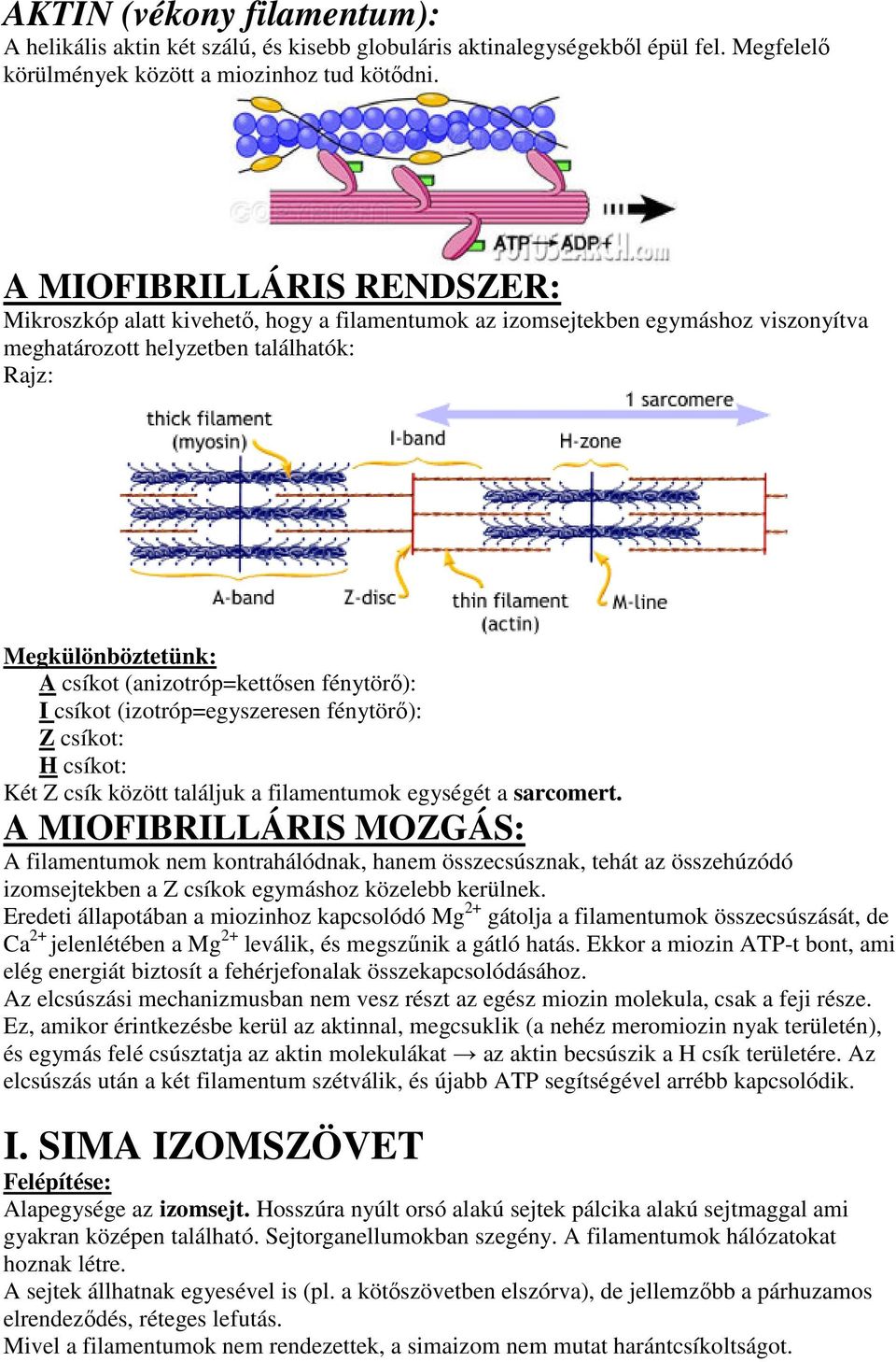 (anizotróp=kettősen fénytörő): I csíkot (izotróp=egyszeresen fénytörő): Z csíkot: H csíkot: Két Z csík között találjuk a filamentumok egységét a sarcomert.