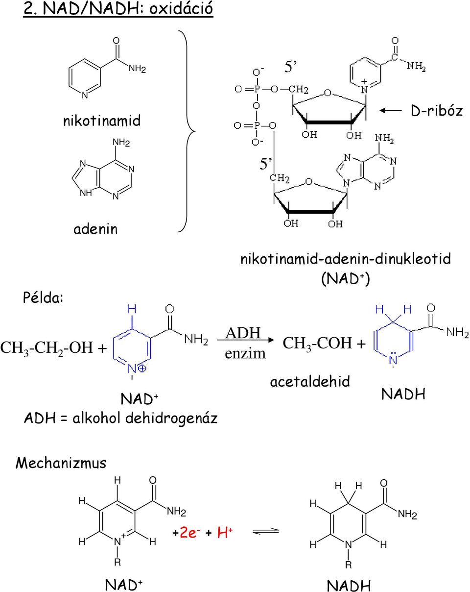 + ) AD enzim C 3-C + AD + AD = alkohol dehidrogenáz