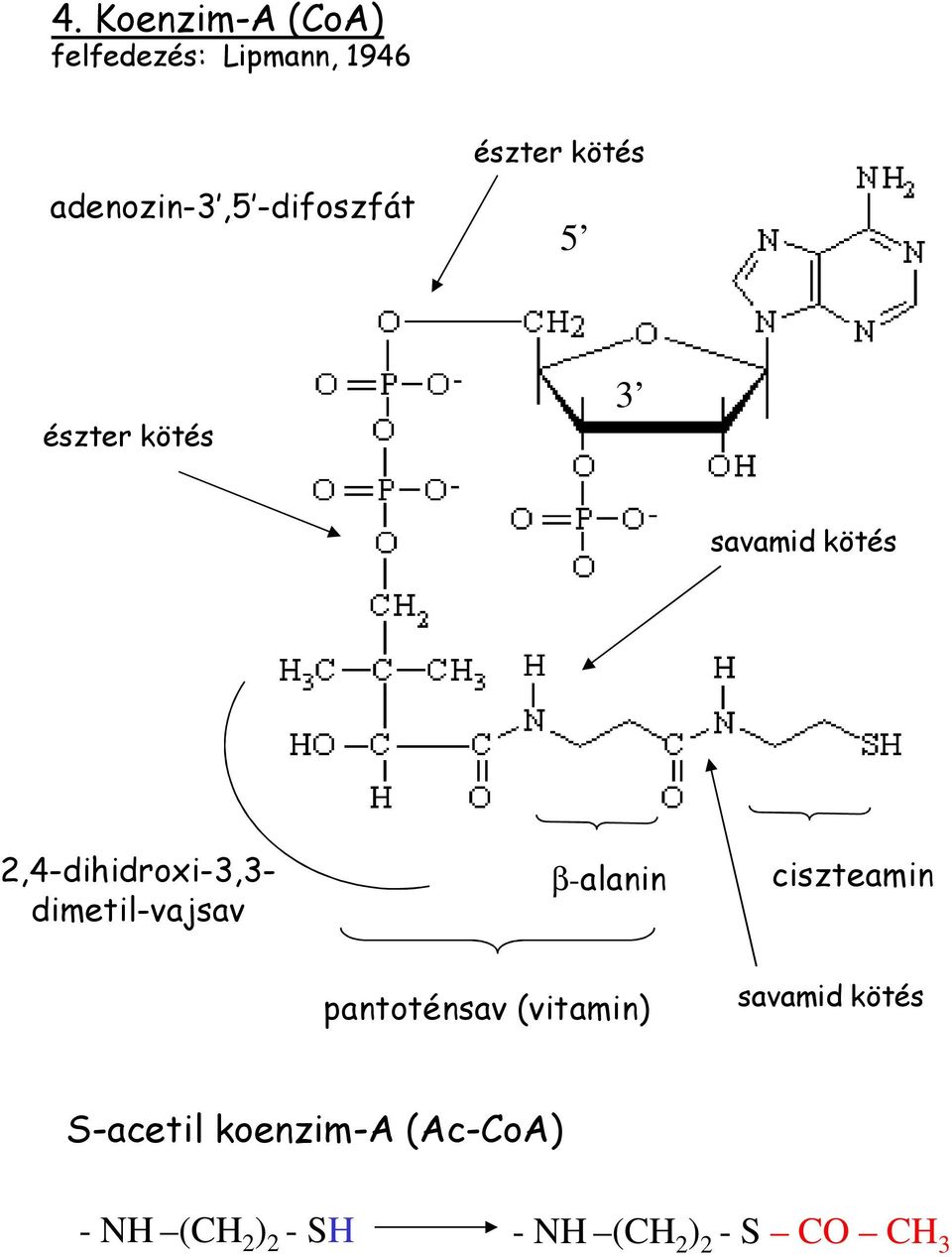 2,4-dihidroxi-3,3- dimetil-vajsav β-alanin ciszteamin pantoténsav