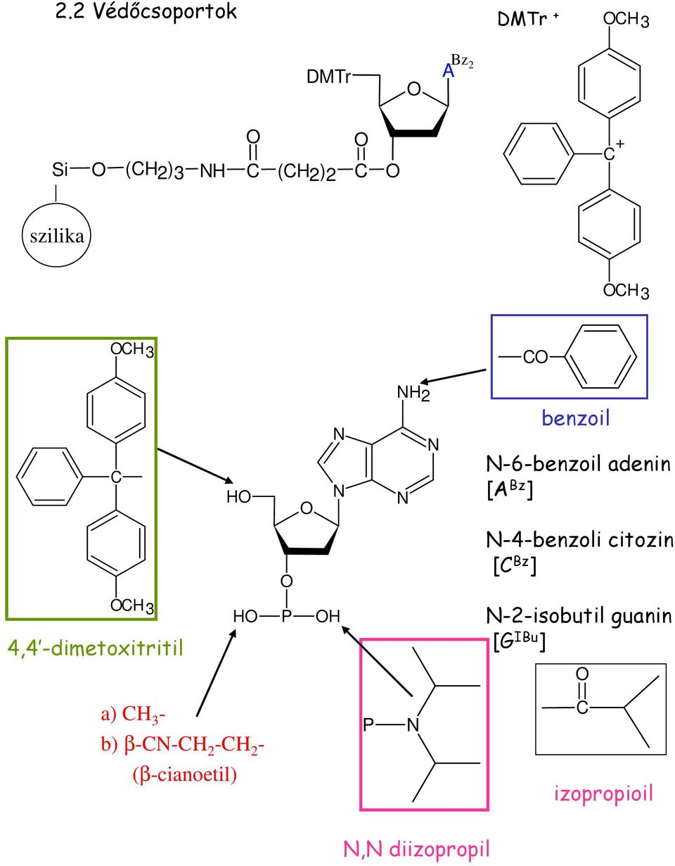 citozin [C Bz ] 4,4 -dimetoxitritil -2-isobutil guanin [G IBu