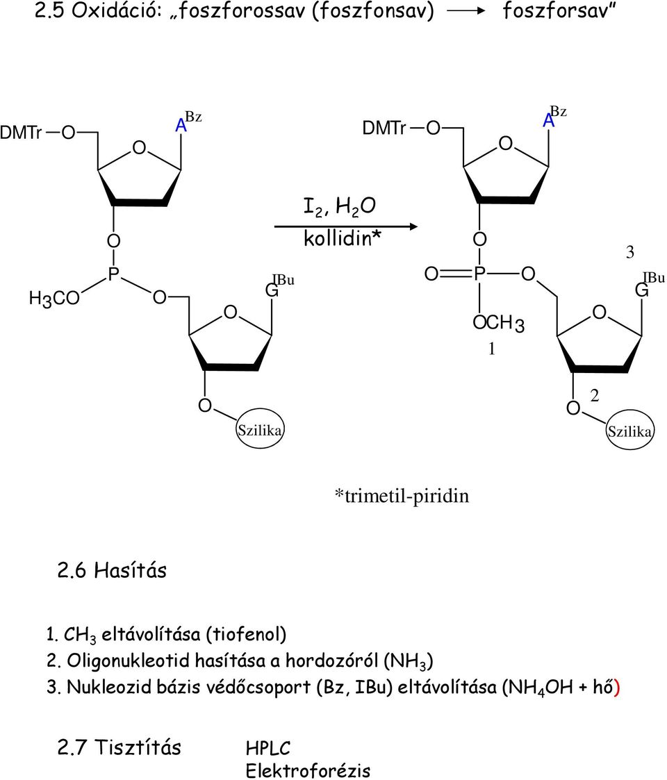 C 3 eltávolítása (tiofenol) 2. ligonukleotid hasítása a hordozóról ( 3 ) 3.
