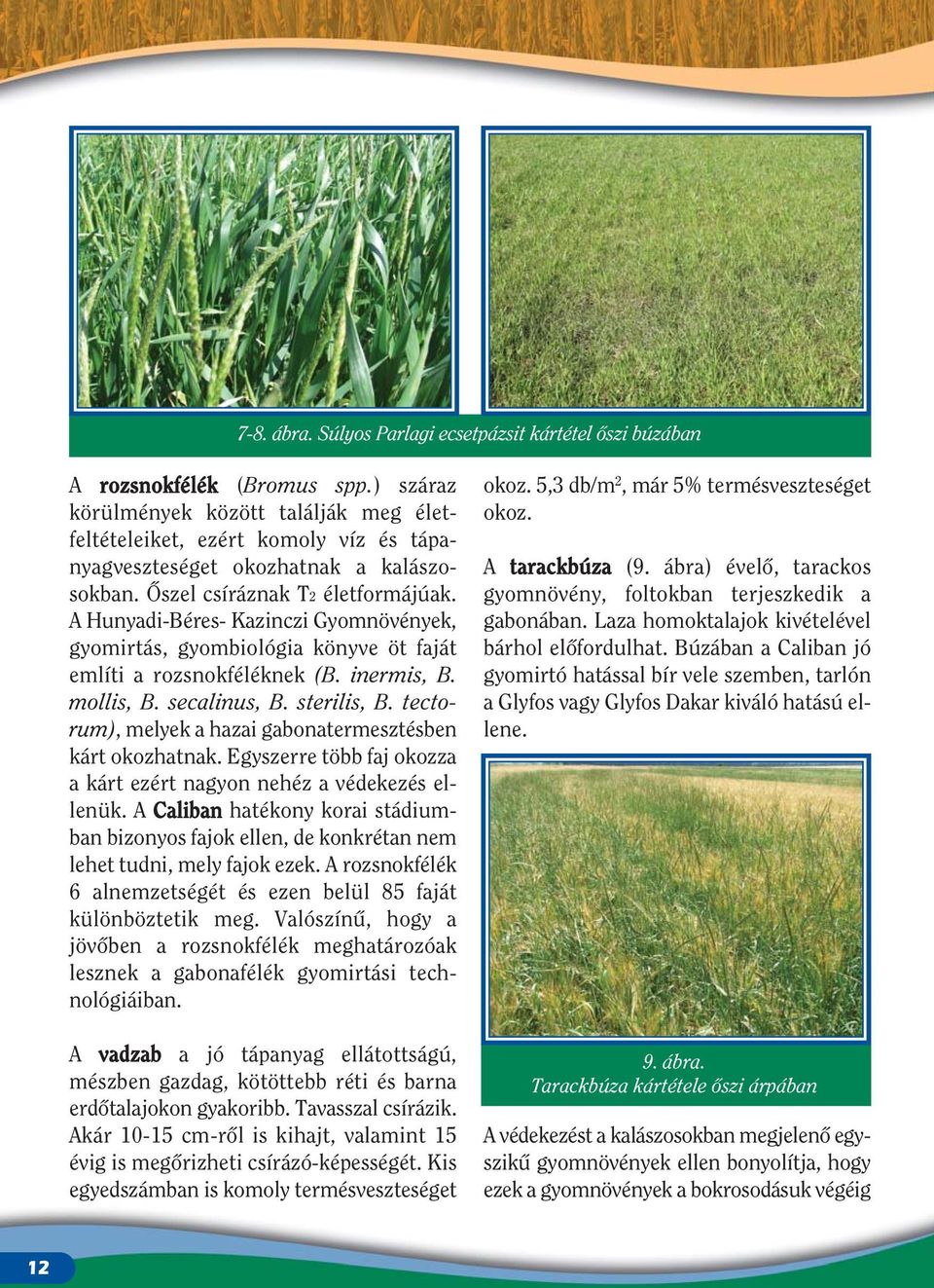 A Hunyadi-Béres- Kazinczi Gyomnövények, gyomirtás, gyombiológia könyve öt faját említi a rozsnokféléknek (B. inermis, B. mollis, B. secalinus, B. sterilis, B.