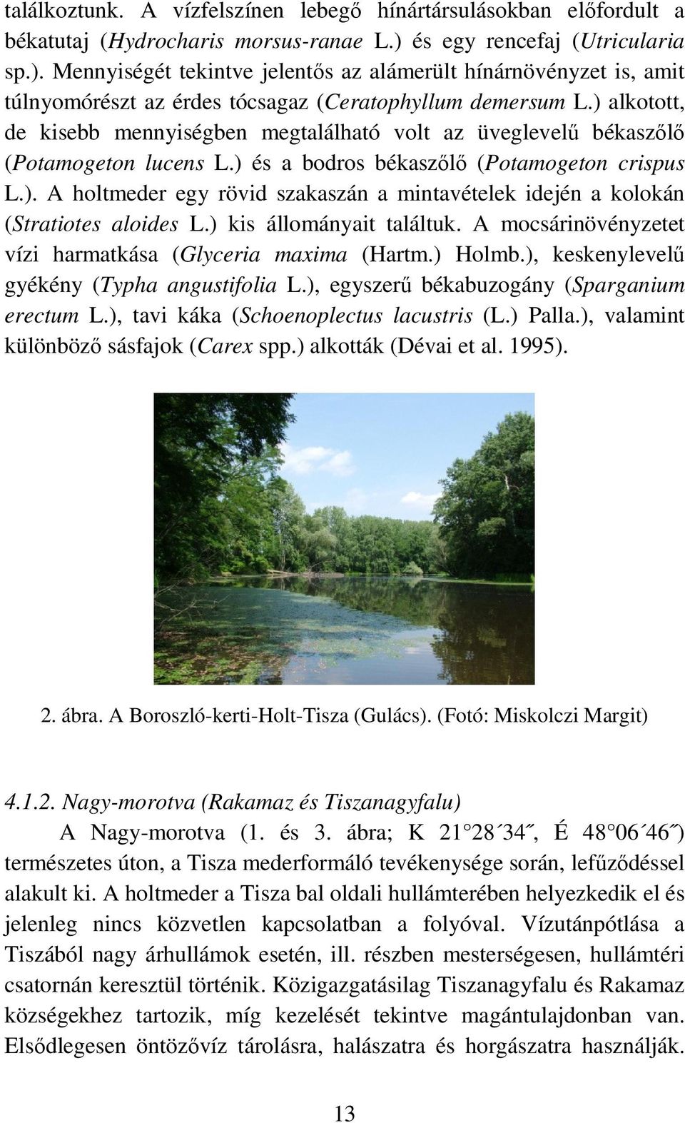 ) alkotott, de kisebb mennyiségben megtalálható volt az üveglevelő békaszılı (Potamogeton lucens L.) és a bodros békaszılı (Potamogeton crispus L.). A holtmeder egy rövid szakaszán a mintavételek idején a kolokán (Stratiotes aloides L.