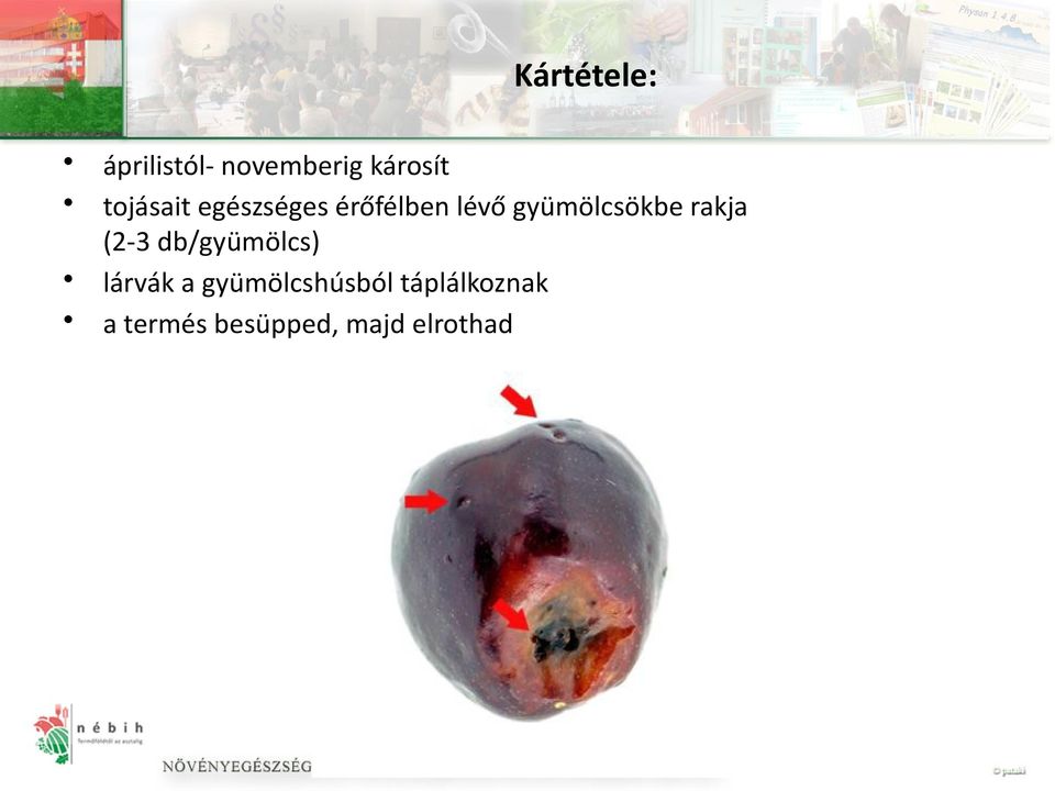 gyümölcsökbe rakja (2-3 db/gyümölcs) lárvák a