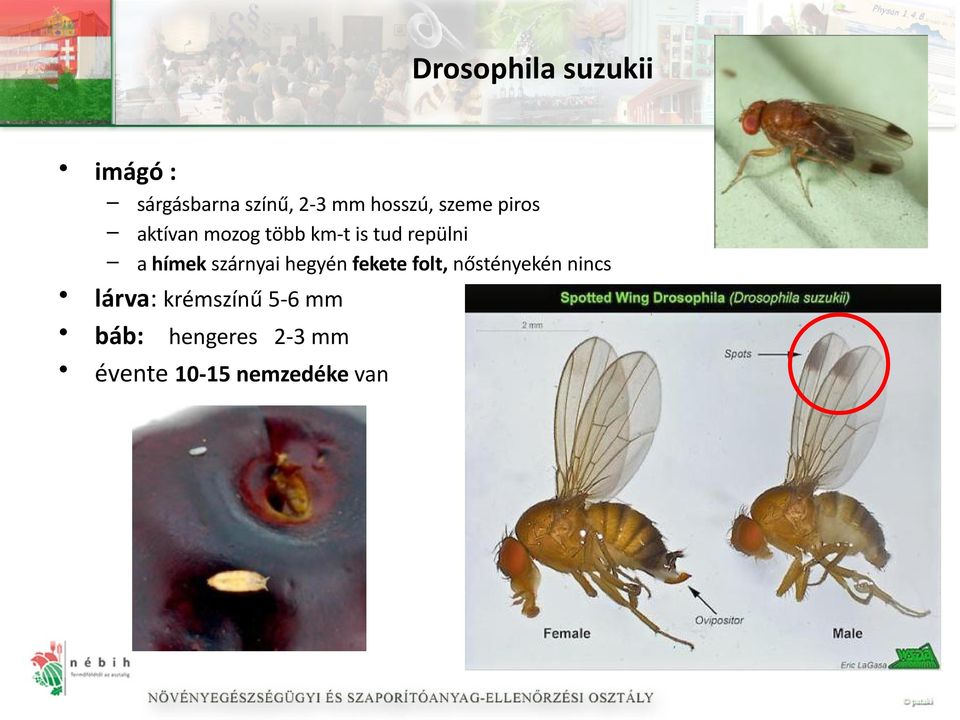 a hímek szárnyai hegyén fekete folt, nőstényekén nincs