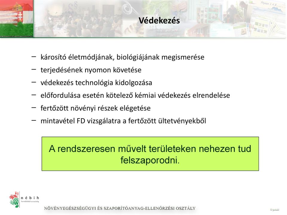 védekezés elrendelése fertőzött növényi részek elégetése mintavétel FD