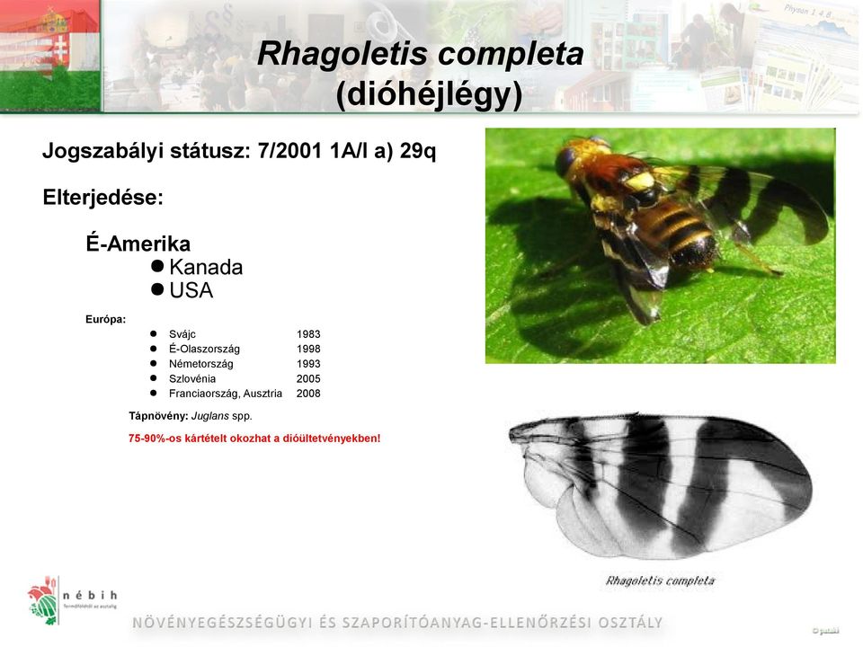 Németország Szlovénia Franciaország, Ausztria 1983 1998 1993 2005