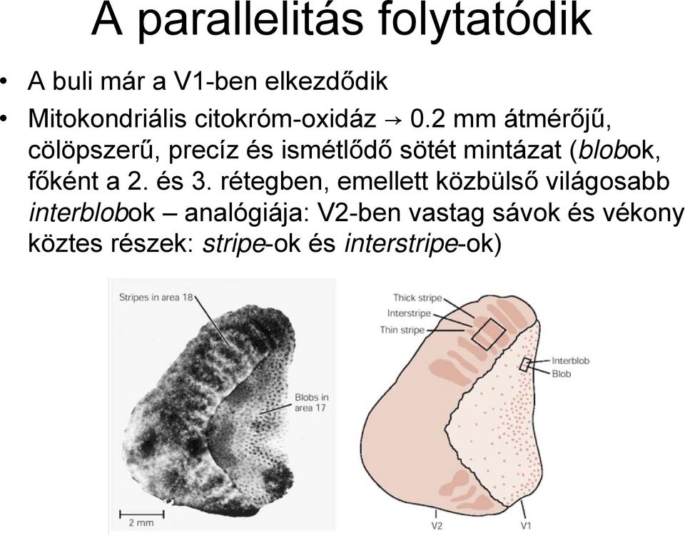 2 mm átmérőjű, cölöpszerű, precíz és ismétlődő sötét mintázat (blobok, főként