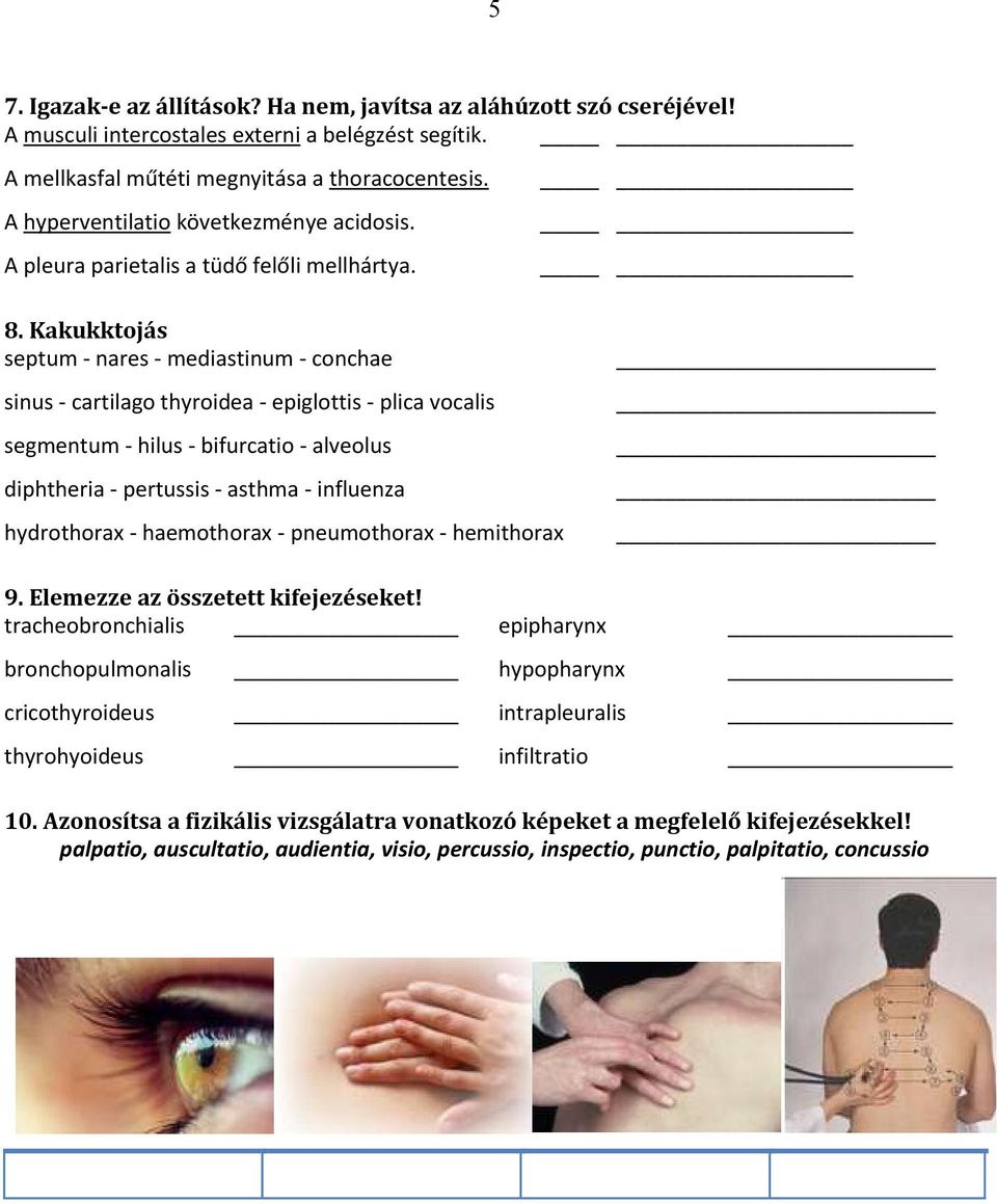 Kakukktojás septum - nares - mediastinum - conchae sinus - cartilago thyroidea - epiglottis - plica vocalis segmentum - hilus - bifurcatio - alveolus diphtheria - pertussis - asthma - influenza