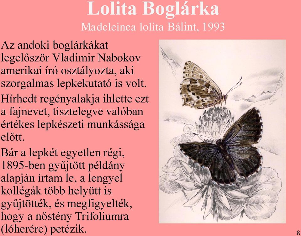 Bár a lepkét egyetlen régi, 1895-ben gyűjtött példány alapján írtam le, a lengyel kollégák több helyütt is