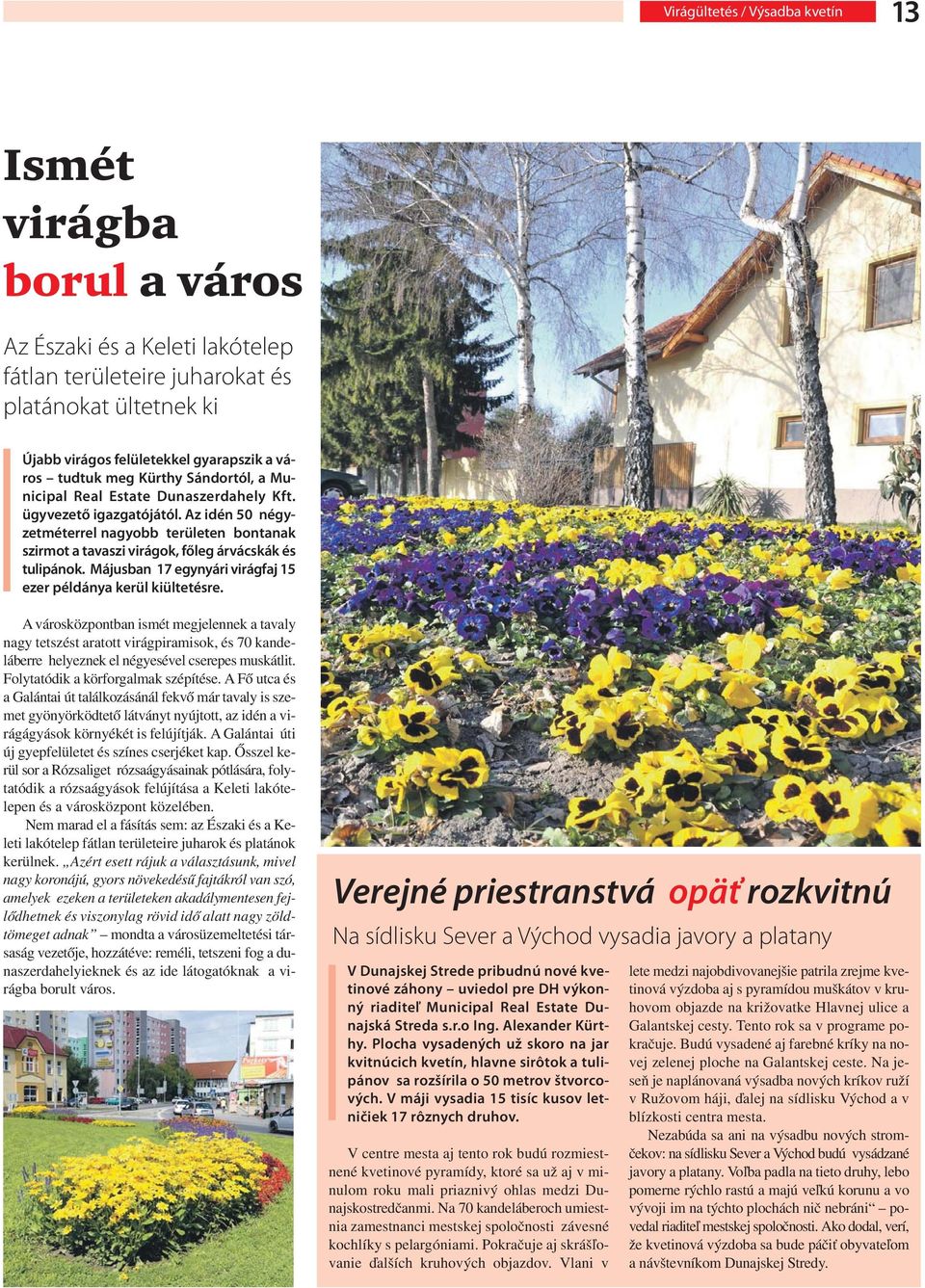 Az idén 50 négyzetméterrel nagyobb területen bontanak szirmot a tavaszi virágok, főleg árvácskák és tulipánok. Májusban 17 egynyári virágfaj 15 ezer példánya kerül kiültetésre.