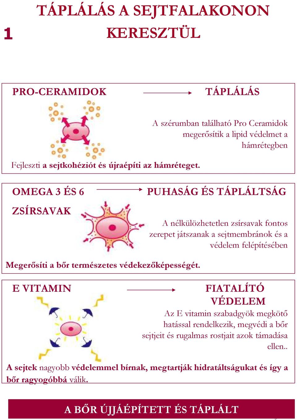 szerepet játszanak a sejtmembránok és a védelem felépítésében Megerősíti a bőr természetes védekezőképességét.