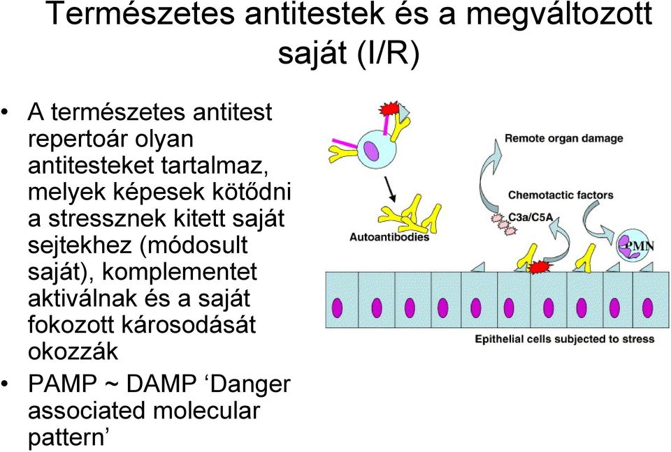 kitett saját sejtekhez (módosult saját), komplementet aktiválnak és a saját