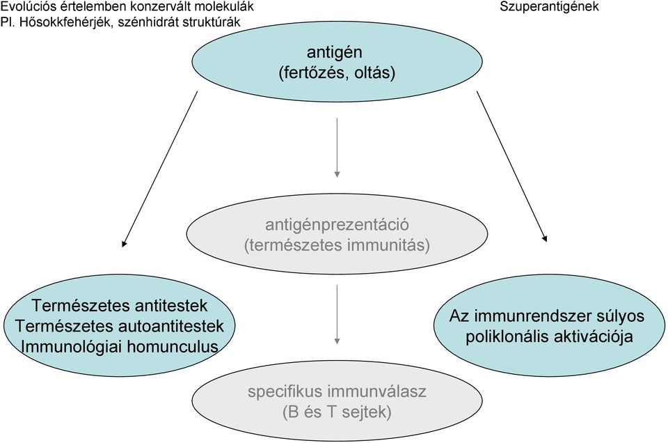 antigénprezentáció (természetes immunitás) Természetes antitestek Természetes