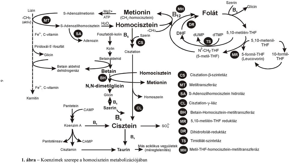 (Leucovorin) 10-formil- THF 6 Karnitin 2+ Fe, C-vitamin Betain aldehid dehidrogenáz Pantetein CAMP Betain BH N,N-dimetilglicin Glicin B 6 Szerin Homocisztein Metionin Homoszerin CL CS MT SA CL BH