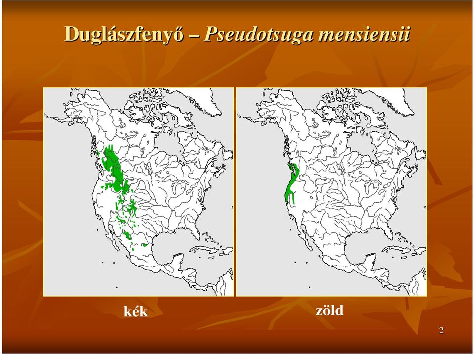 Pseudotsuga