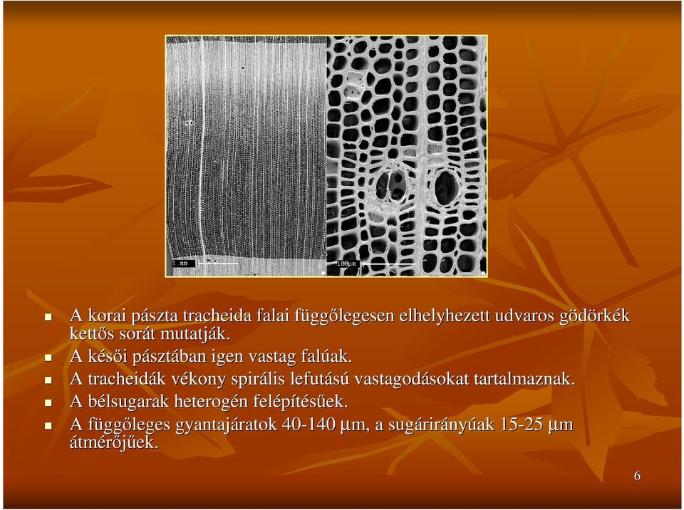 A tracheidák k vékony v spirális lefutású vastagodásokat sokat tartalmaznak.