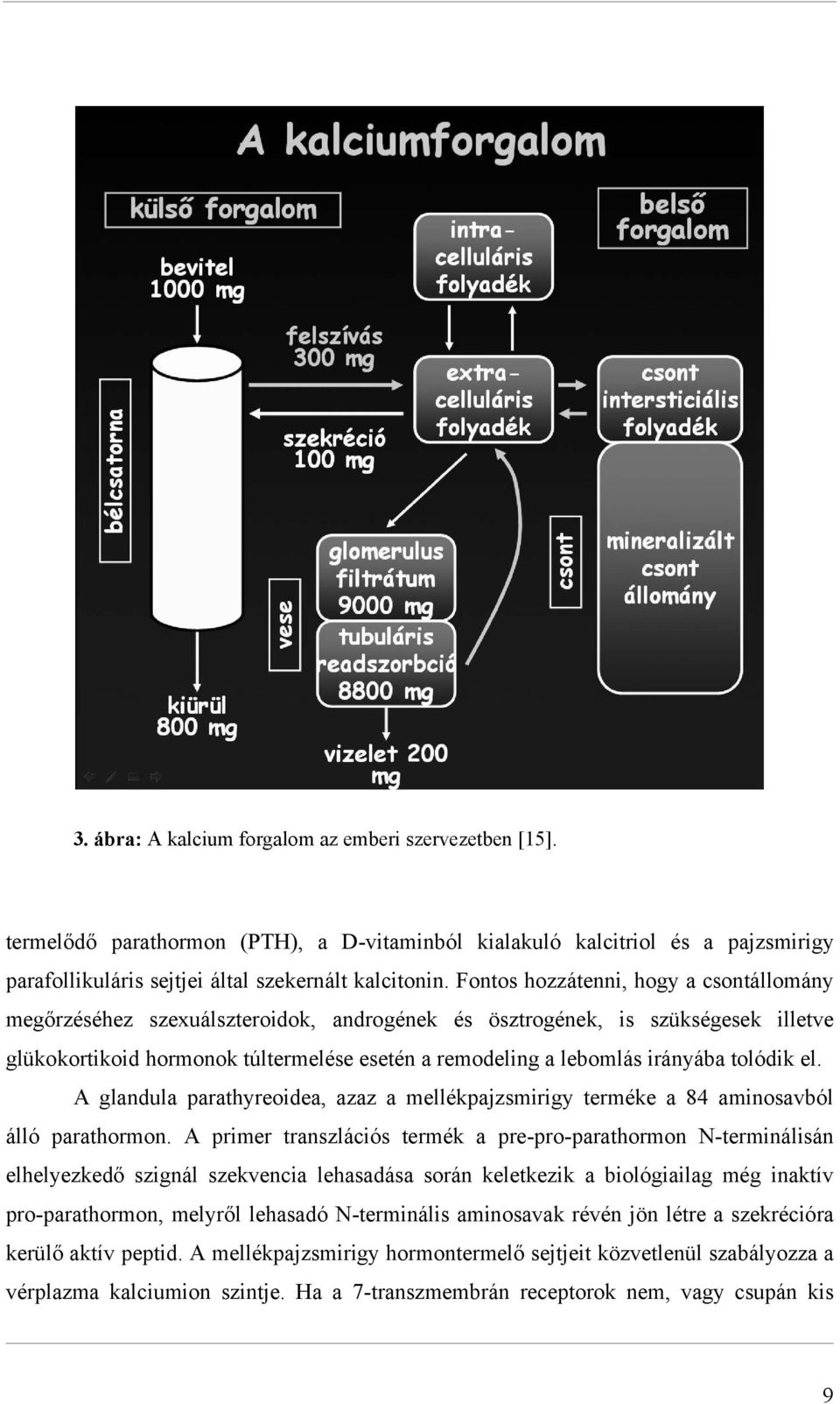 tolódik el. A glandula parathyreoidea, azaz a mellékpajzsmirigy terméke a 84 aminosavból álló parathormon.