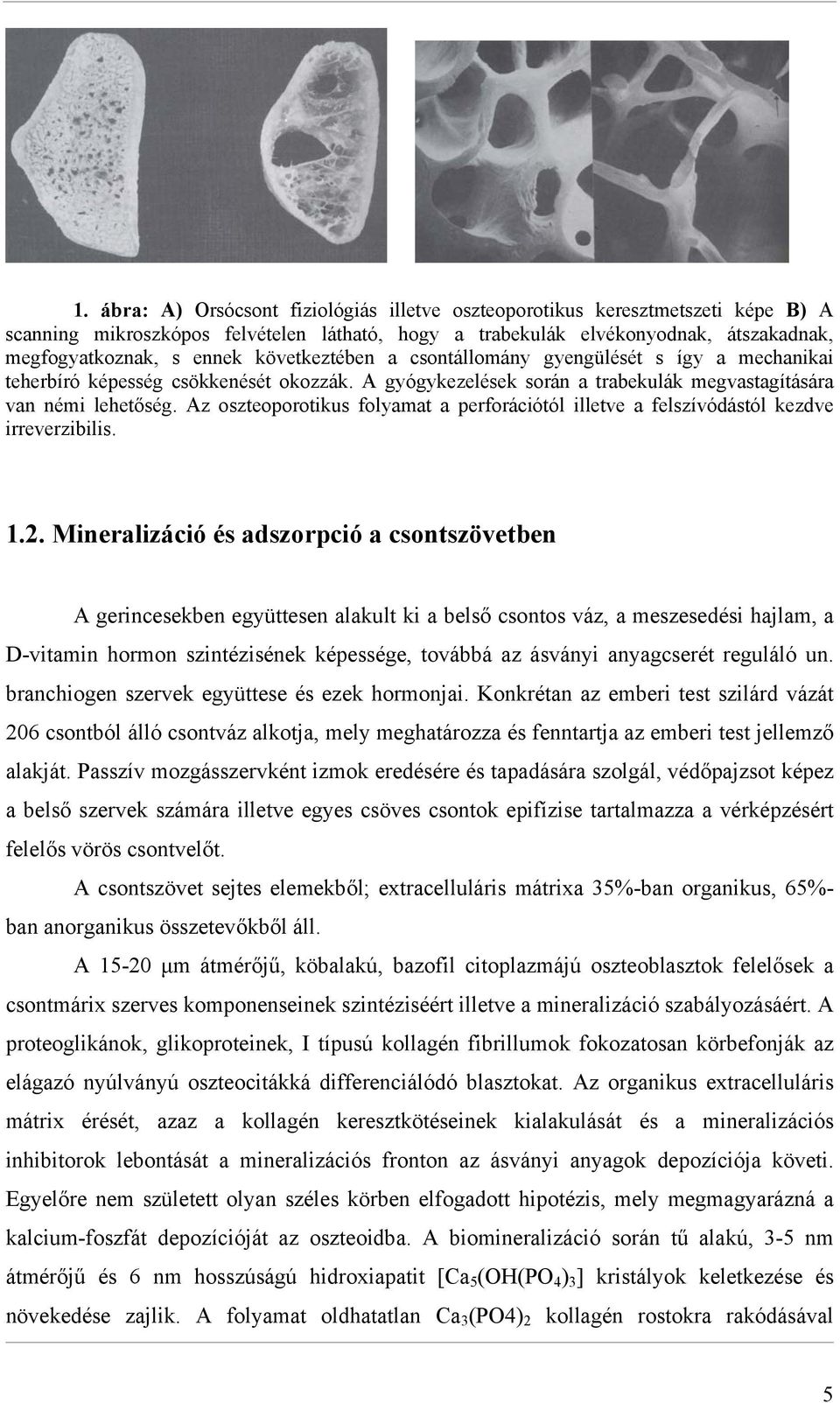 Az oszteoporotikus folyamat a perforációtól illetve a felszívódástól kezdve irreverzibilis. 1.2.