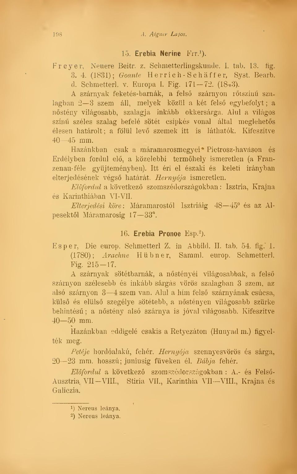 A szárnyak feketés-barnák, a fels szárnyon rtszín szalagban 2 3 szem áll, melyek közül a két fels egybefolyt ; a nstény világosabb, szalagja inkább okkersárga, Alul a világos szín széles szalag