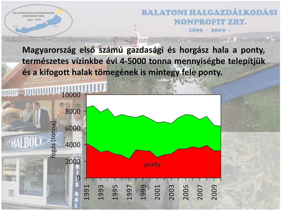 és a kifogott halak tömegének is mintegy fele ponty.