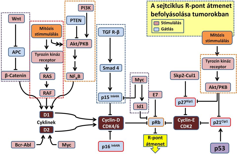 kináz receptor β-catenin RAS NF К B Myc Skp2-Cul1 RAF p15 Ink4A Id1 E7 p27 Kip1 Akt/PKB D1