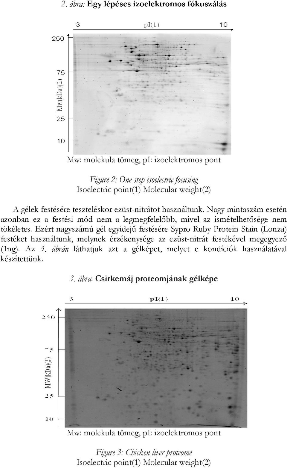 Ezért nagyszámú gél egyidejű festésére Sypro Ruby Protein Stain (Lonza) festéket használtunk, melynek érzékenysége az ezüst-nitrát festékével