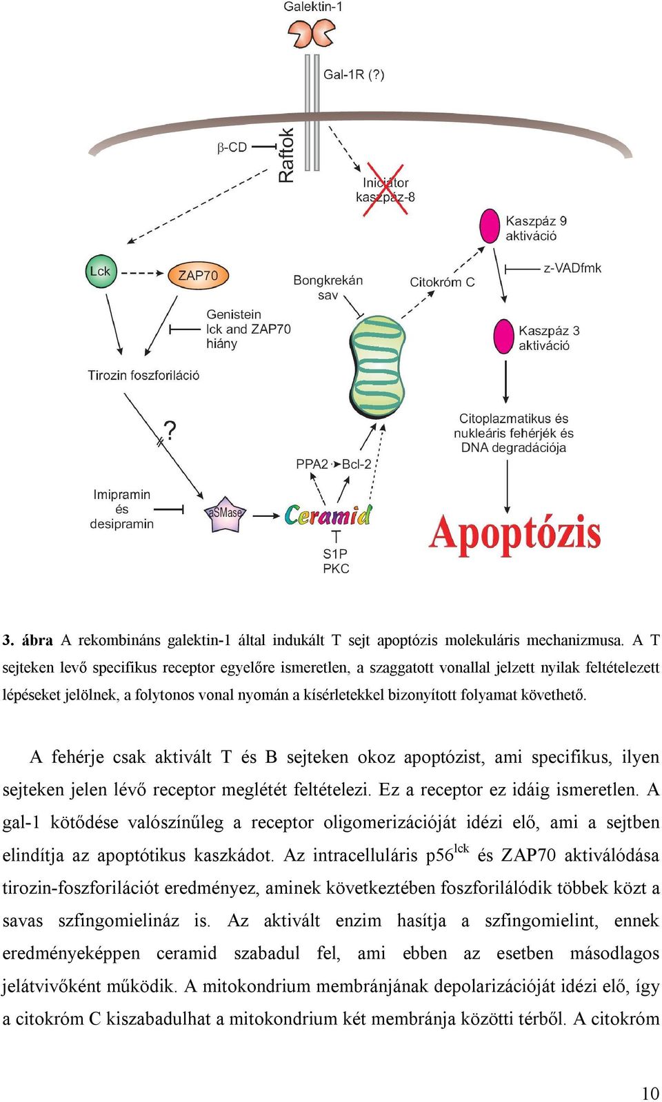 követhető. A fehérje csak aktivált T és B sejteken okoz apoptózist, ami specifikus, ilyen sejteken jelen lévő receptor meglétét feltételezi. Ez a receptor ez idáig ismeretlen.