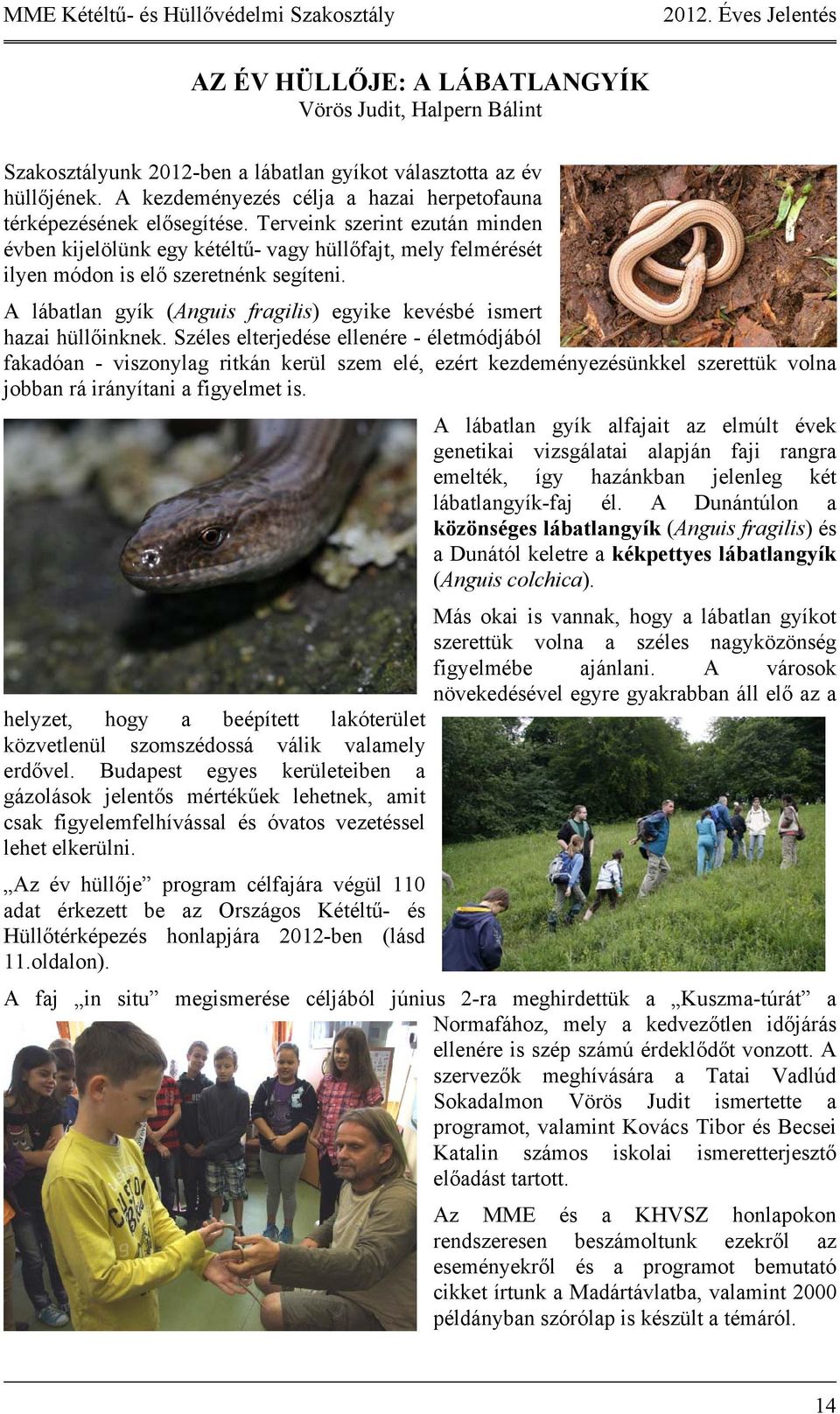 A lábatlan gyík (Anguis fragilis) egyike kevésbé ismert hazai hüllőinknek.