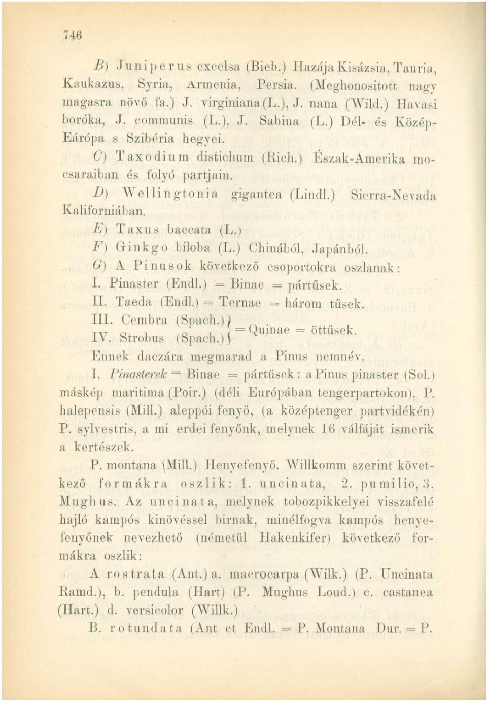 ') Taxus baccata (L.) F) (linkgo biloba (L.) Chinából, Japánból. G) A Pinusok következő csoportokra oszlanak: I. Pinaster (Endl.) = Binae = pártűsek. II. Taeda (Endl.) = Ternae = bárom tűsek. III.