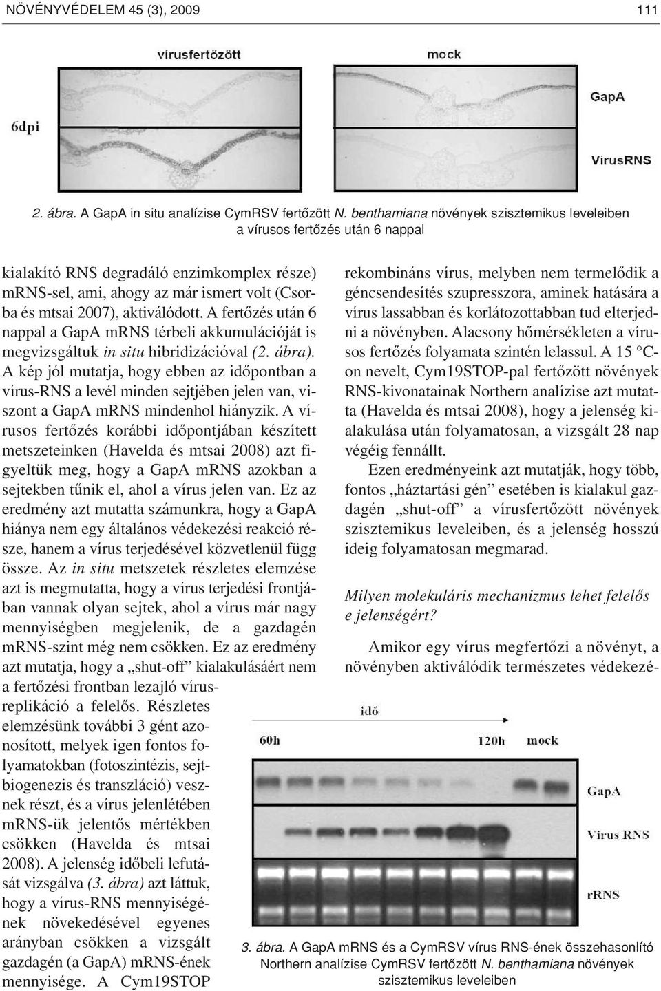 A fertôzés után 6 nappal a GapA mrns térbeli akkumulációját is megvizsgáltuk in situ hibridizációval (2. ábra).