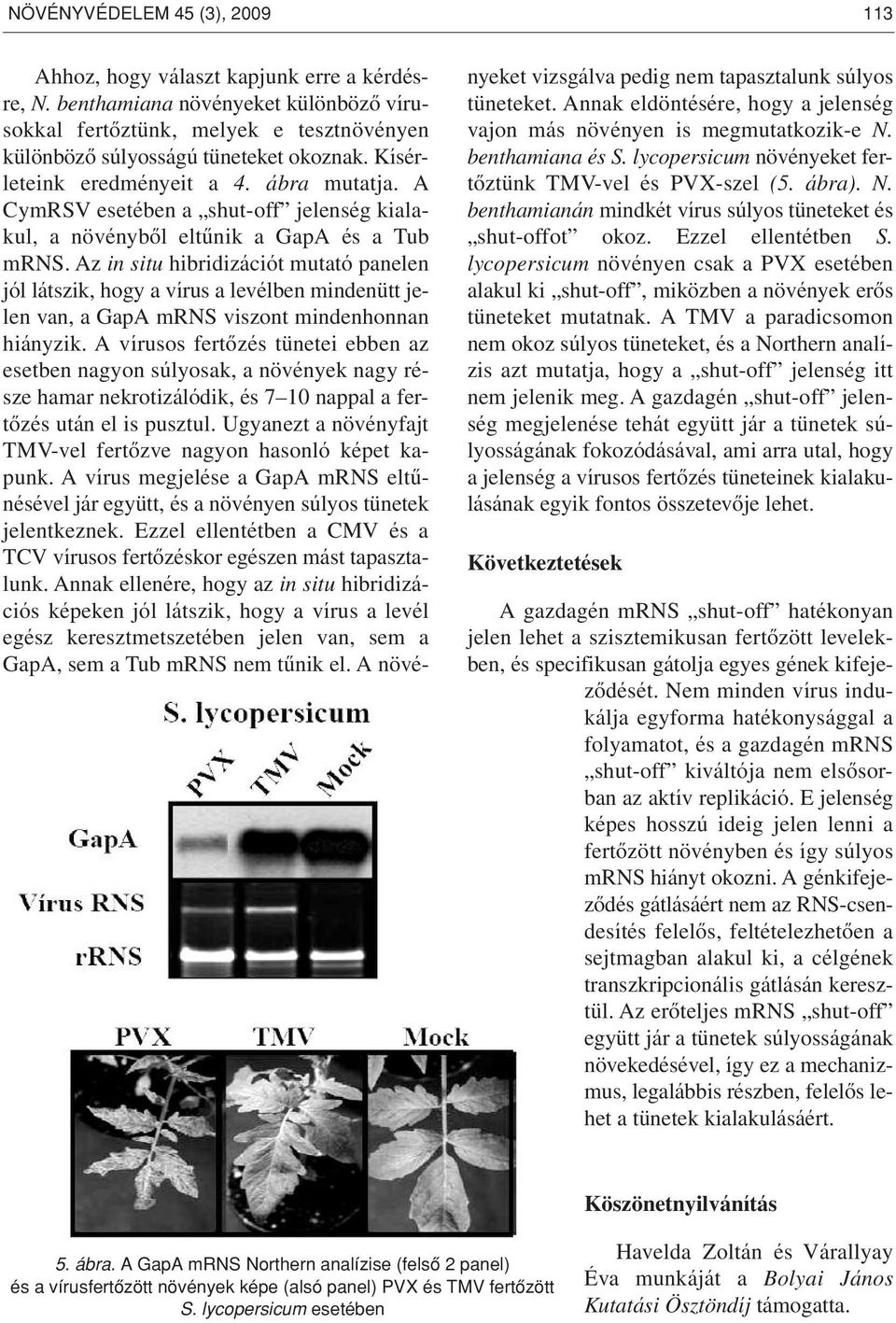 Az in situ hibridizációt mutató panelen jól látszik, hogy a vírus a levélben mindenütt jelen van, a GapA mrns viszont mindenhonnan hiányzik.