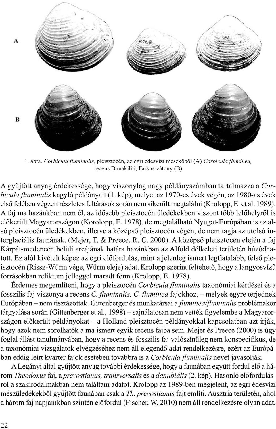 tartalmazza a Corbicula fluminalis kagyló példányait (1. kép), melyet az 1970-es évek végén, az 1980-as évek elsõ felében végzett részletes feltárások során nem sikerült megtalálni (Krolopp, E. et al.