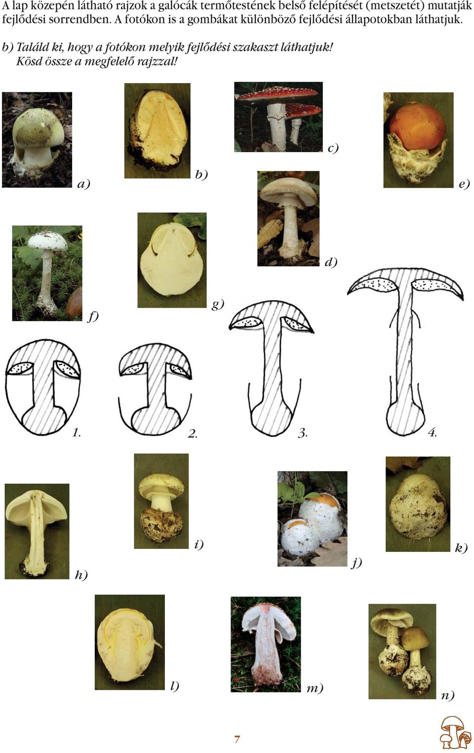 A fotókon is a gombákat különböző fejlődési állapotokban láthatjuk.