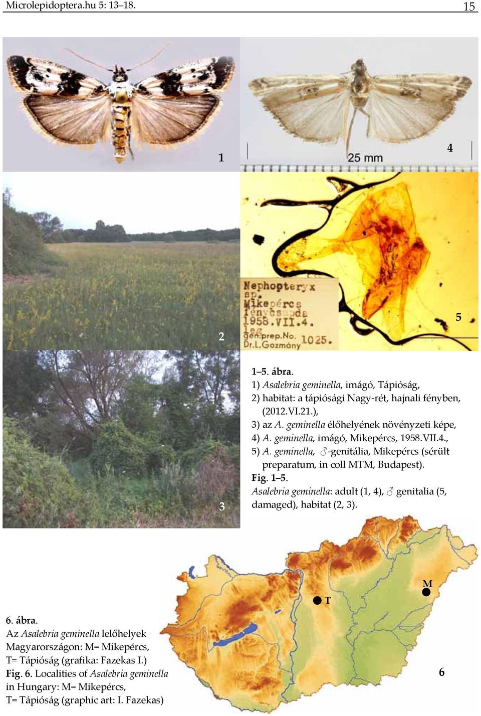 geminella, genitália, Mikepércs (sérült preparatum, in coll MTM, Budapest). Fig. 1 5. Asalebria geminella: adult (1, 4), genitalia (5, damaged), habitat (2, 3).