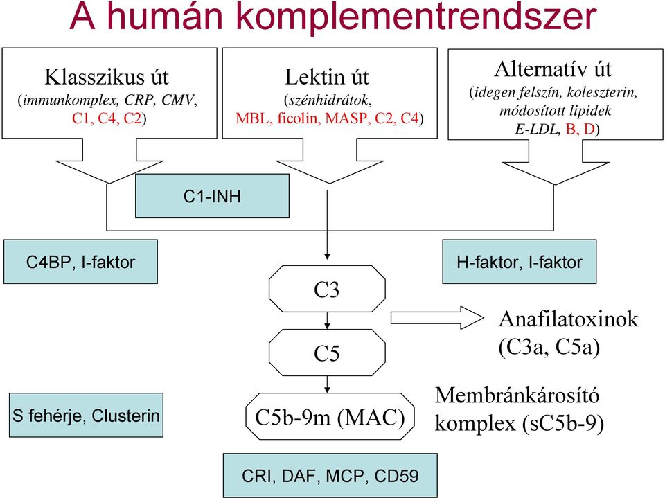 módosított lipidek E-LDL, B, D) C1-INH C4BP, I-faktor S fehérje, Clusterin C3 C5 C5b-9m