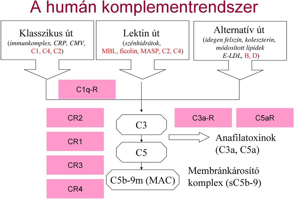 felszín, koleszterin, módosított lipidek E-LDL, B, D) C1q-R CR2 CR1 CR3 CR4 C3