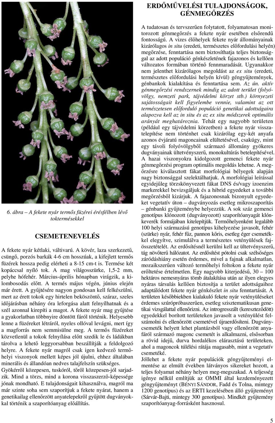 A mag világosszürke, 1,5-2 mm, pelyhe hófehér. Március-április hónapban virágzik, a kilombosodás elıtt. A termés május végén, június elején már érett.