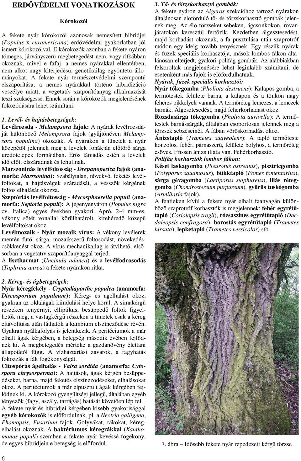 állományokat. A fekete nyár természetvédelmi szempontú elszaporítása, a nemes nyárakkal történı hibridizáció veszélye miatt, a vegetatív szaporítóanyag alkalmazását teszi szükségessé.