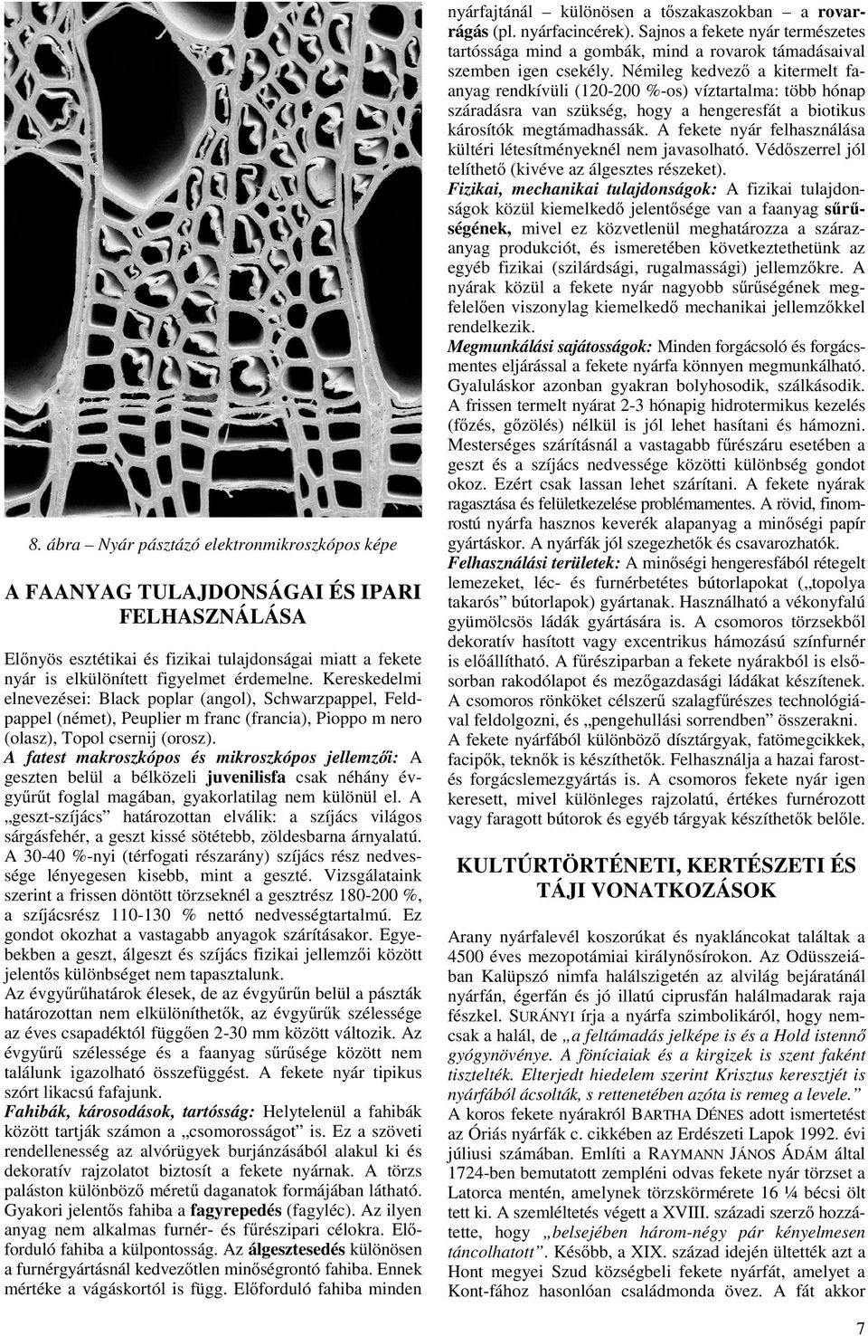 A fatest makroszkópos és mikroszkópos jellemzıi: A geszten belül a bélközeli juvenilisfa csak néhány évgyőrőt foglal magában, gyakorlatilag nem különül el.