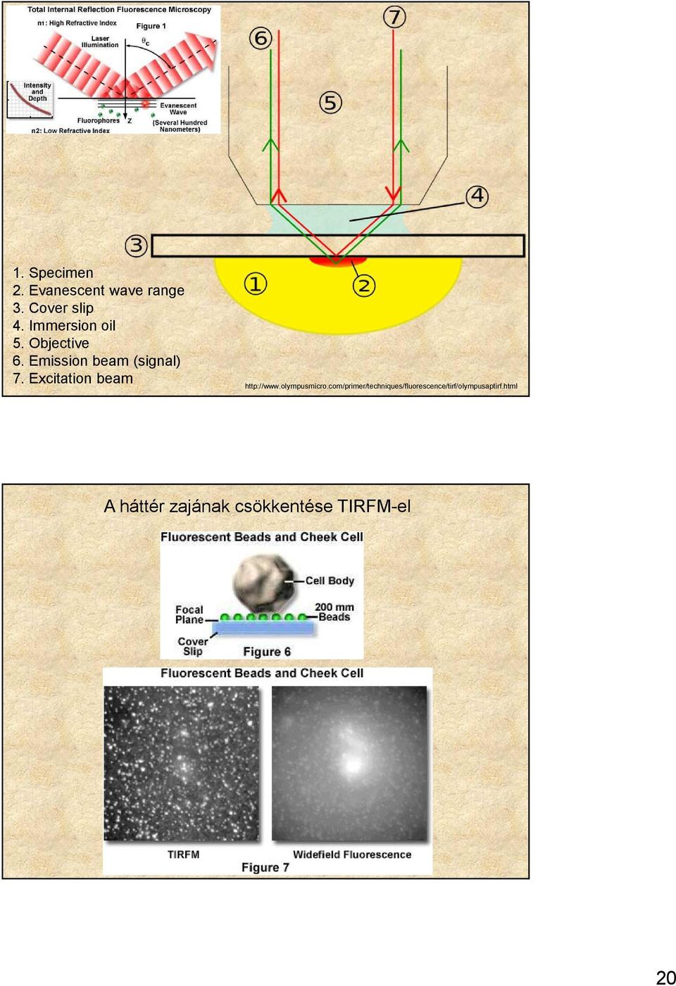 Excitation beam http://www.olympusmicro.