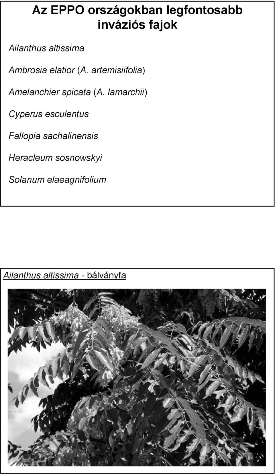 artemisiifolia) Amelanchier spicata (A.